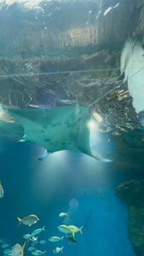 マクセル アクアパーク品川に投稿された画像（2024/8/18）