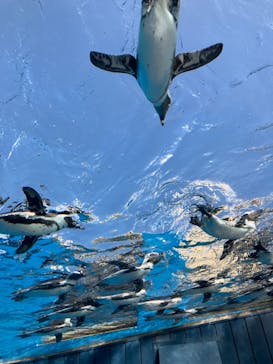 サンシャイン水族館に投稿された画像（2024/8/18）