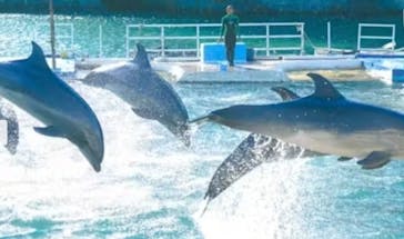 下田海中水族館に投稿された画像（2024/8/18）