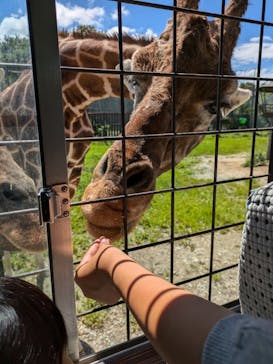 那須サファリパークに投稿された画像（2024/8/18）