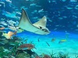 サンシャイン水族館に投稿された画像（2024/8/18）