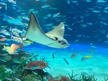 サンシャイン水族館に投稿された画像（2024/8/18）