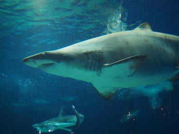 アクアワールド茨城県大洗水族館に投稿された画像（2024/8/18）