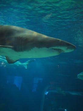 アクアワールド茨城県大洗水族館に投稿された画像（2024/8/18）