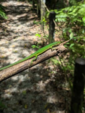 美ら島探検隊TLEBOに投稿された画像（2024/8/18）