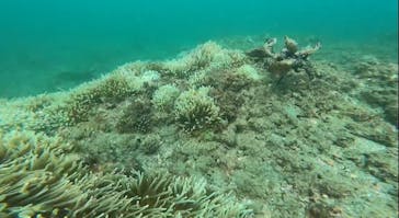 セブンシーズ湘南本店に投稿された画像（2024/8/18）