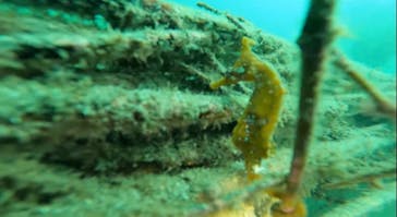 セブンシーズ湘南本店に投稿された画像（2024/8/18）