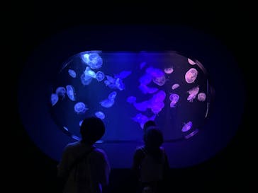 マリンワールド海の中道に投稿された画像（2024/8/18）