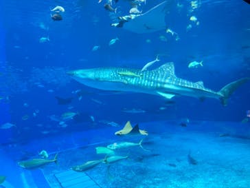 沖縄美ら海水族館に投稿された画像（2024/8/18）