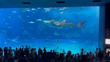 沖縄美ら海水族館に投稿された画像（2024/8/18）
