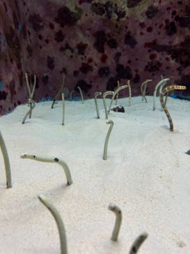 沖縄美ら海水族館に投稿された画像（2024/8/18）