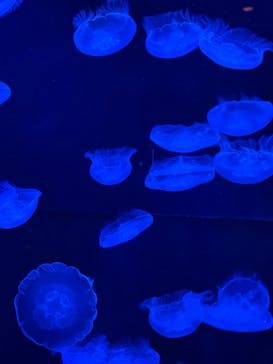 沖縄美ら海水族館に投稿された画像（2024/8/18）