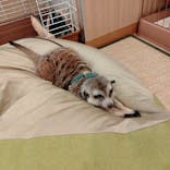 カワウソカフェ®️HARRY浅草店に投稿された画像（2024/8/18）