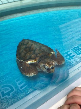 名古屋港水族館に投稿された画像（2024/8/18）
