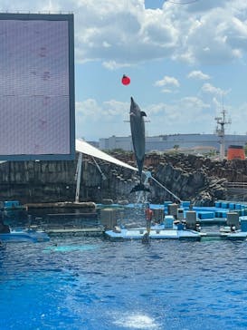 名古屋港水族館に投稿された画像（2024/8/18）