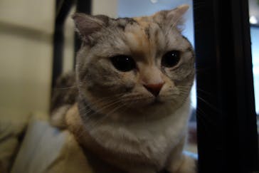 猫カフェモカ　池袋東口店に投稿された画像（2024/8/18）