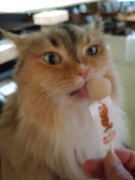 猫カフェモカ　池袋東口店に投稿された画像（2024/8/18）