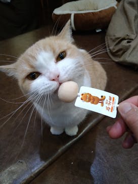 猫カフェモカ　池袋東口店に投稿された画像（2024/8/18）