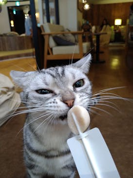 猫カフェモカ　池袋東口店に投稿された画像（2024/8/18）