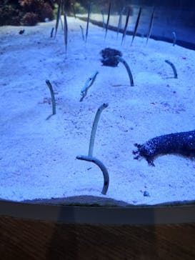 名古屋港水族館に投稿された画像（2024/8/18）