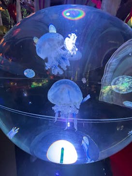 UWS AQUARIUM GA☆KYOに投稿された画像（2024/8/18）