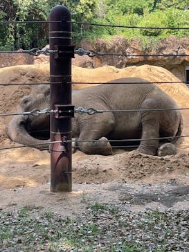 恩賜上野動物園に投稿された画像（2024/8/18）