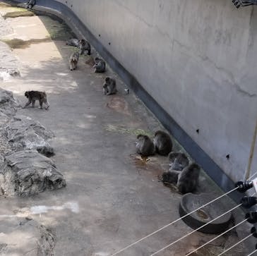 恩賜上野動物園に投稿された画像（2024/8/18）