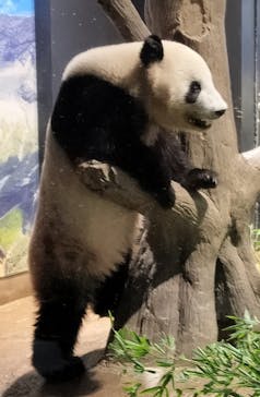 恩賜上野動物園に投稿された画像（2024/8/18）