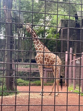恩賜上野動物園に投稿された画像（2024/8/18）
