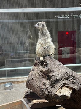 恩賜上野動物園に投稿された画像（2024/8/18）
