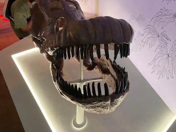 巨大恐竜展2024に投稿された画像（2024/8/16）