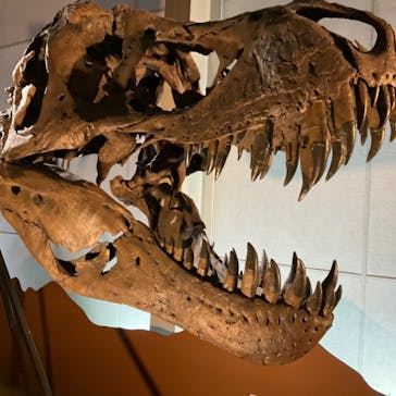 巨大恐竜展2024に投稿された画像（2024/8/16）