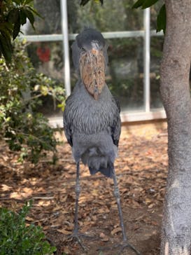 神戸どうぶつ王国に投稿された画像（2024/8/18）