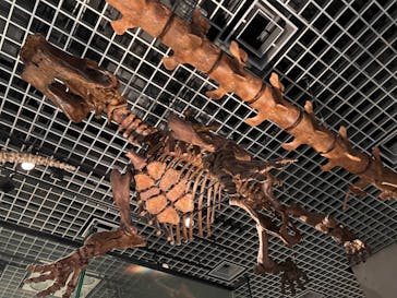 国立科学博物館に投稿された画像（2024/8/18）