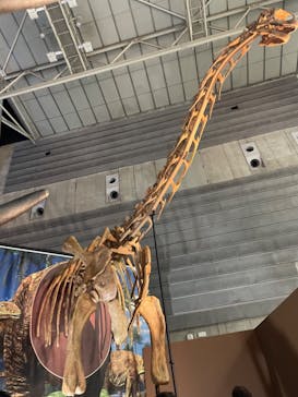 巨大恐竜展2024に投稿された画像（2024/8/18）