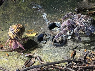 宮古島 ADVENTURE PiPi（ミヤコジマ アドベンチャー ピピ）に投稿された画像（2024/8/18）