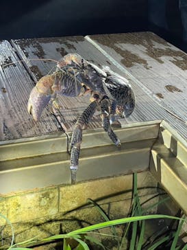 宮古島 ADVENTURE PiPi（ミヤコジマ アドベンチャー ピピ）に投稿された画像（2024/8/18）