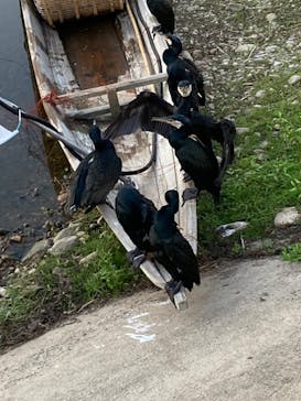 一般社団法人　三次観光推進機構に投稿された画像（2024/8/18）