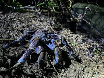 西表島 ADVENTURE PiPi（アドベンチャーピピ）に投稿された画像（2024/8/18）