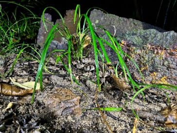 西表島 ADVENTURE PiPi（アドベンチャーピピ）に投稿された画像（2024/8/18）