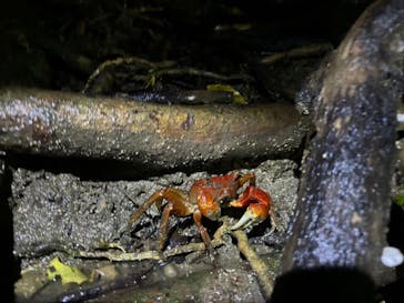 西表島 ADVENTURE PiPi（アドベンチャーピピ）に投稿された画像（2024/8/18）