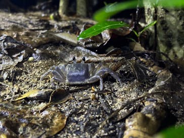 西表島 ADVENTURE PiPi（アドベンチャーピピ）に投稿された画像（2024/8/18）