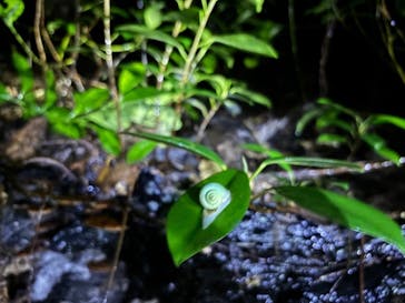 西表島 ADVENTURE PiPi（アドベンチャーピピ）に投稿された画像（2024/8/18）