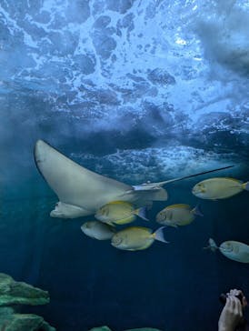 しながわ水族館に投稿された画像（2024/8/18）