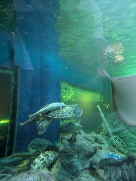 しながわ水族館に投稿された画像（2024/8/18）