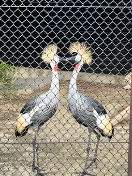 天王寺動物園に投稿された画像（2024/8/18）