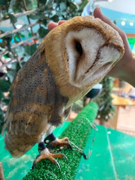 いきもの探検隊上尾に投稿された画像（2024/8/18）