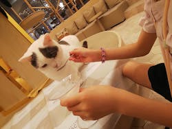猫カフェモカ　イオンモール筑紫野店に投稿された画像（2024/8/18）