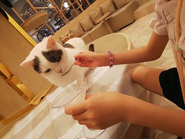 猫カフェモカ　イオンモール筑紫野店に投稿された画像（2024/8/18）