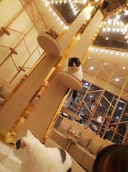 猫カフェモカ　イオンモール筑紫野店に投稿された画像（2024/8/18）